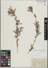 Foto von Salix repens L.